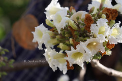 Radermachera xylocarpa